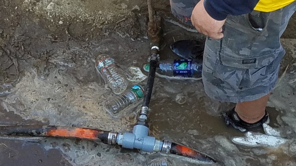 Slide of A Bee Septic