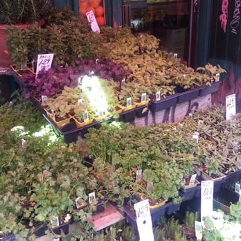 Kensington Fruit Market - Farmers Market Near Me - Toronto, Ontario