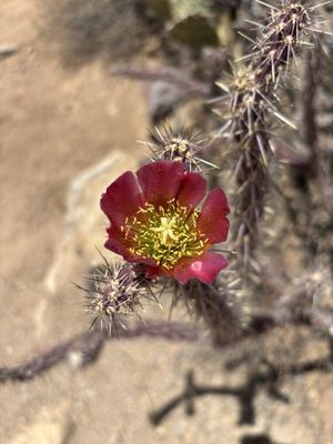 Tucson Mountain District by null