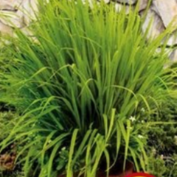 Springfield Lawn Service - Landscaping Near Me - Lorton, Virginia