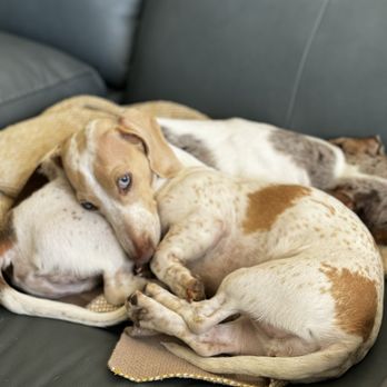 FlicKennel Dachshunds - Pet Breeders Near Me - Westcliffe, Colorado FlicKennel Dachshunds - Pet Breeders Near Me - Westcliffe, Colorado