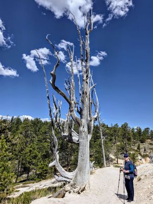 Bryce Amphitheater by null