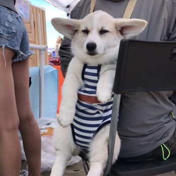 Ocean Beach - CORGIIII hehe dont look so excited tho #Corgicon - Parks Near Me - San Francisco, California Ocean Beach - CORGIIII hehe dont look so excited tho #Corgicon - Parks Near Me - San Francisco, California