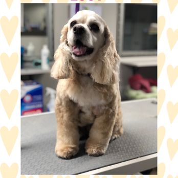 Shaggy Chic Pet Grooming - Pet Groomers Near Me - Timonium, Maryland Shaggy Chic Pet Grooming - Pet Groomers Near Me - Timonium, Maryland