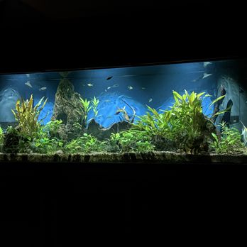 The Golden Guppy - Many live plants to choose from. Stone and other add ons are well stocked - Local Fish Stores Near Me - Monona, Wisconsin