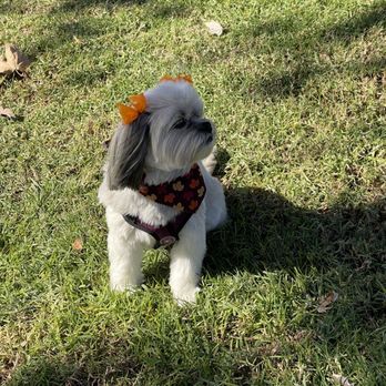 Dapper Dog Spa - Pet Groomers Near Me - Whittier, California Dapper Dog Spa - Pet Groomers Near Me - Whittier, California