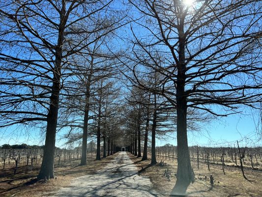 Fall Creek Vineyards - Tow by null