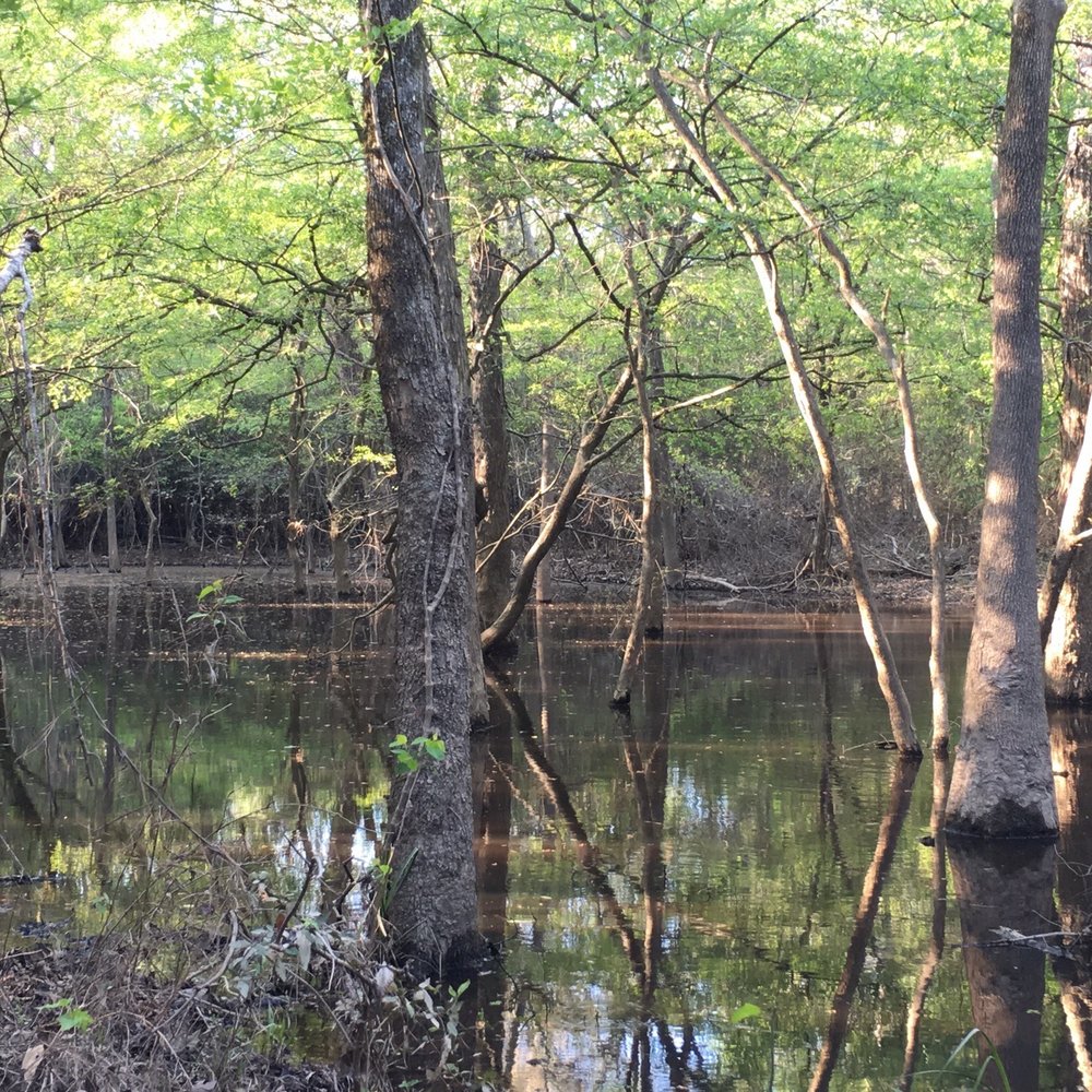 George Mitchell Nature Preserve - After a little bit of rain. - Parks Near Me - Spring, Texas George Mitchell Nature Preserve - After a little bit of rain. - Parks Near Me - Spring, Texas