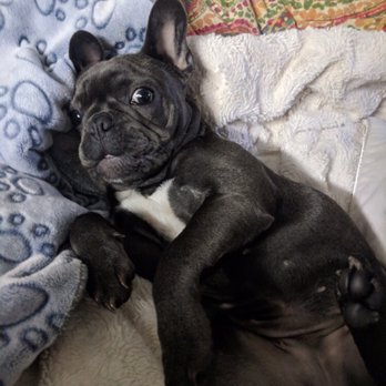 Distinctive French Bulldogs - Ellie - Pet Breeders Near Me Distinctive French Bulldogs - Ellie - Pet Breeders Near Me