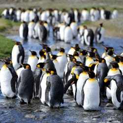 Five Stars of Scandinavia - Fortuna Bay | King penguin | Marsel van Oosten | Hurtigruten ASA