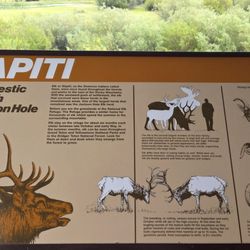 Wapiti  06-28-2026