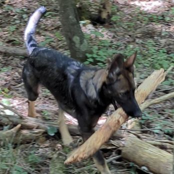 Sequoyah Animal Hospital - Booboo lovin his sticks. - Veterinarians Near Me - Soddy Daisy, Tennessee Sequoyah Animal Hospital - Booboo lovin his sticks. - Veterinarians Near Me - Soddy Daisy, Tennessee