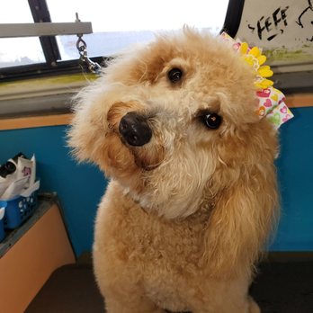 Total Make Over - July its one of the sweetes baby - Pet Groomers Near Me Total Make Over - July its one of the sweetes baby - Pet Groomers Near Me