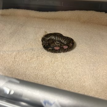 Veterinary Emergency Group - My snake badly bitten - Emergency Pet Hospital Near Me - Anaheim, California Veterinary Emergency Group - My snake badly bitten - Emergency Pet Hospital Near Me - Anaheim, California