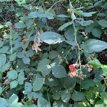 Stone Pantry Orchard - Blackberries (Sep 2023) - Pick Your Own Farms Near Me - Yucaipa, California Stone Pantry Orchard - Blackberries (Sep 2023) - Pick Your Own Farms Near Me - Yucaipa, California