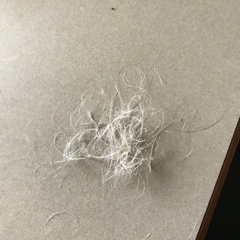 Fix Blow Dry and Color Bar - Small clump of hair that came off my comb - Hair Salons Near Me - Augusta, Georgia Fix Blow Dry and Color Bar - Small clump of hair that came off my comb - Hair Salons Near Me - Augusta, Georgia