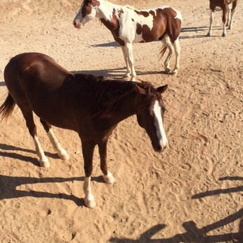 Rancho Carisuva - Horseback Riding Near Me - Cabo San Lucas, BCS Rancho Carisuva - Horseback Riding Near Me - Cabo San Lucas, BCS