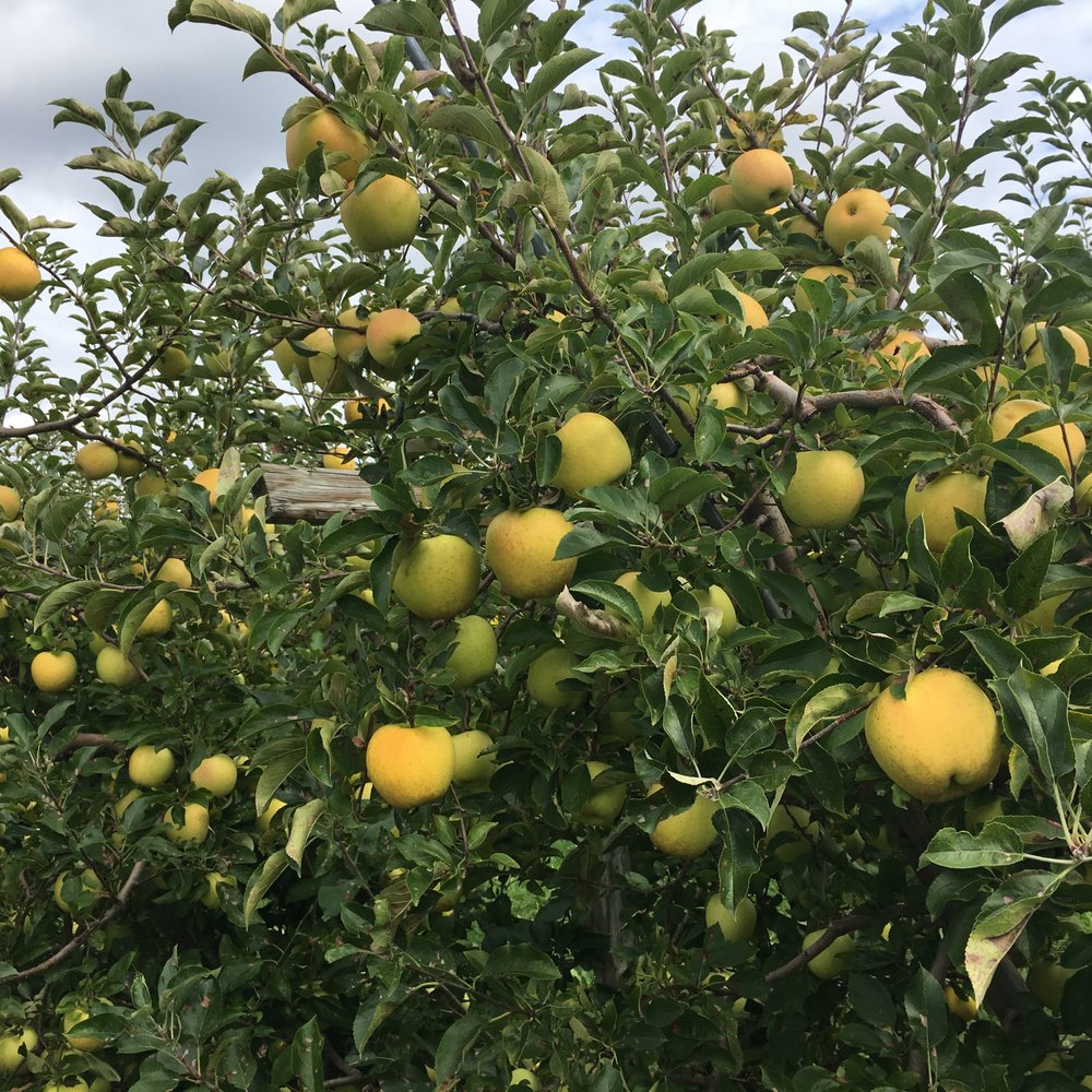 Blue Barn Cidery - Pick some apples either before or after a visit to Blue Barn! - Cideries Near Me - Hilton, New York Blue Barn Cidery - Pick some apples either before or after a visit to Blue Barn! - Cideries Near Me - Hilton, New York