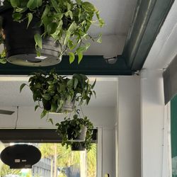 Mammy's Kitchen - Inside plants