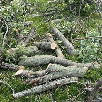 Making The Cut - a pile of tree branches - Tree Services Near Me