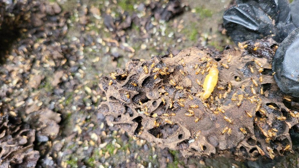 GREAT EASTERN TERMITE & PEST CONTROL SERVICES Updated July 2024 160