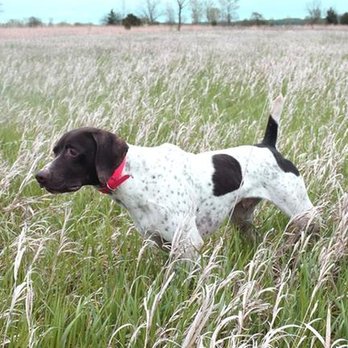 Sundance Kennels - untitled - Pet Training Near Me - Bristol, Wisconsin Sundance Kennels - untitled - Pet Training Near Me - Bristol, Wisconsin