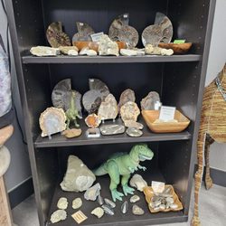 Fossils!!