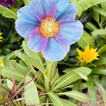 Longwood Gardens - Blue poppy ! - Botanical Gardens Near Me - Kennett Square, Pennsylvania Longwood Gardens - Blue poppy ! - Botanical Gardens Near Me - Kennett Square, Pennsylvania