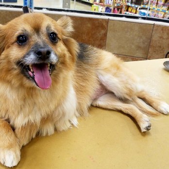 PetSmart - Pet Stores Near Me - Clearwater, Florida PetSmart - Pet Stores Near Me - Clearwater, Florida