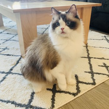 AdorableDolls Ragdolls - Pet Breeders Near Me AdorableDolls Ragdolls - Pet Breeders Near Me