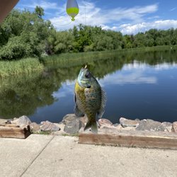 Croke Reservoir Park - A baby Bluegill fish