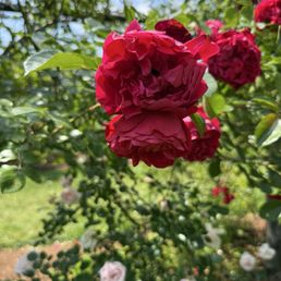 Roses Roses
