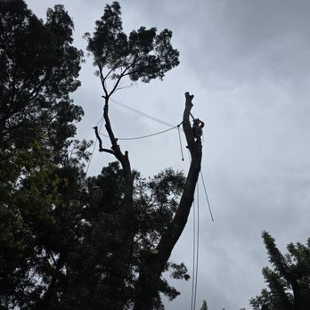 Over The Top Tree Service - Tree Services Near Me - Chico, California Over The Top Tree Service - Tree Services Near Me - Chico, California