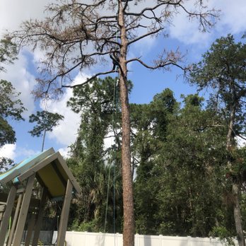 TD Trees - Tree Services Near Me - North Port, Florida TD Trees - Tree Services Near Me - North Port, Florida
