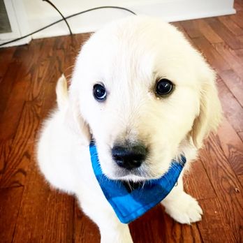 Wags CdA - Pet Sitting Near Me Wags CdA - Pet Sitting Near Me