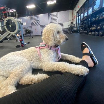 Tribe Fitness - Gym dogs - Gyms Near Me - Altamonte Springs, Florida Tribe Fitness - Gym dogs - Gyms Near Me - Altamonte Springs, Florida