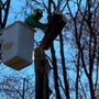 Photo of Tree Services of New England