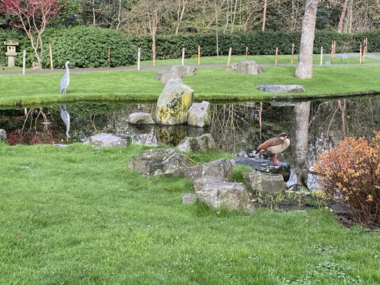 Kyoto Garden by null