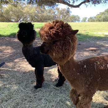 Canzelle Alpacas - Farms Near Me - Carpinteria, California Canzelle Alpacas - Farms Near Me - Carpinteria, California