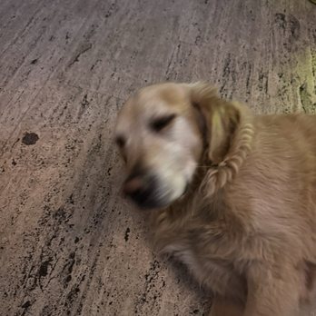 Bank & Bridge Brewing - The house Golden's retriever who hangs out and greats you. He is the sweetest dog. - Breweries Near Me - Mystic, Connecticut Bank & Bridge Brewing - The house Golden's retriever who hangs out and greats you. He is the sweetest dog. - Breweries Near Me - Mystic, Connecticut