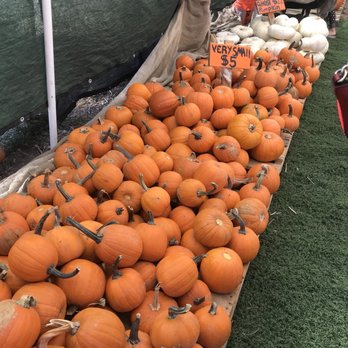 Mr. Jack O' Lanterns Pumpkins - Pumpkin Patches Near Me - San Diego, California Mr. Jack O' Lanterns Pumpkins - Pumpkin Patches Near Me - San Diego, California