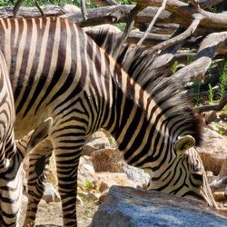 Tierpark Berlin