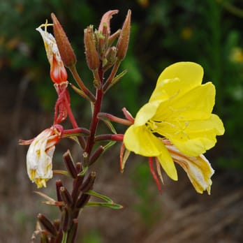 Dunes Beach - Half Moon Bay State Beach - Hooker's evening primrose, August. Yup, that's its name.. Large, showy flowers are common near the entrance to the parking lot. - Beaches Near Me - Half Moon Bay, California
