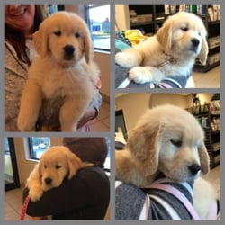 Lake Emma Animal Hospital - Some patients are just too cute to resist!