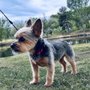 Painted Desert Dog Grooming