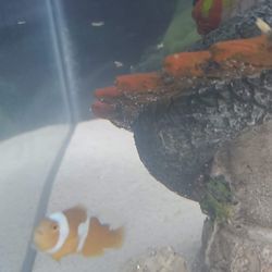 Blue World Aquariums