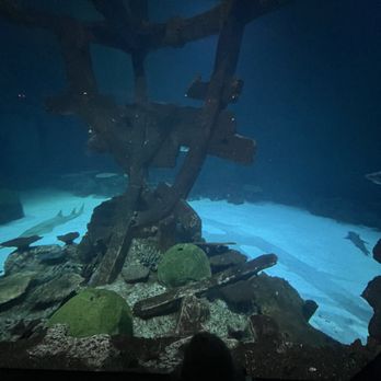 Shark Reef Aquarium at Mandalay Bay - Aquariums Near Me - Las Vegas, Nevada