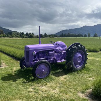 Wanaka Lavender Farm - Farms Near Me - Wanaka, OTA