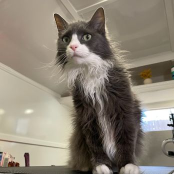 K I I S Cat Grooming - She's next... - Pet Groomers Near Me K I I S Cat Grooming - She's next... - Pet Groomers Near Me
