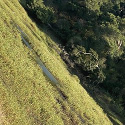 Anzar Lake, Draught, Cows, Egrets, Wetlands, Marsh, Aromas CA, Sat Aug 7, 2021